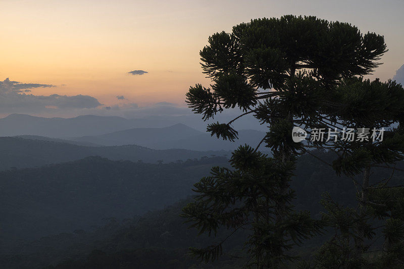温暖的夕阳在山顶上望着一棵araucária树
