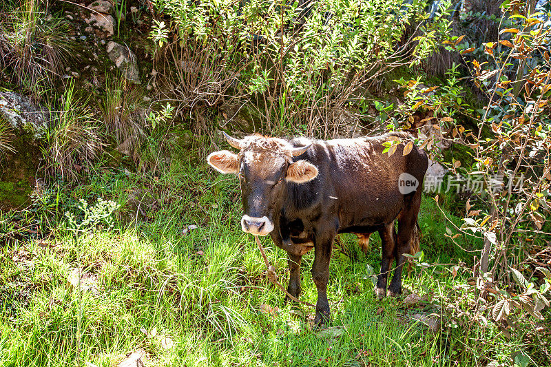 秘鲁棕色奶牛背光在安第斯牧场