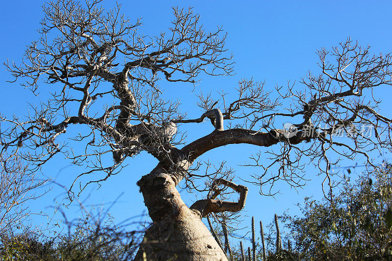 马达加斯加:Ifaty的树