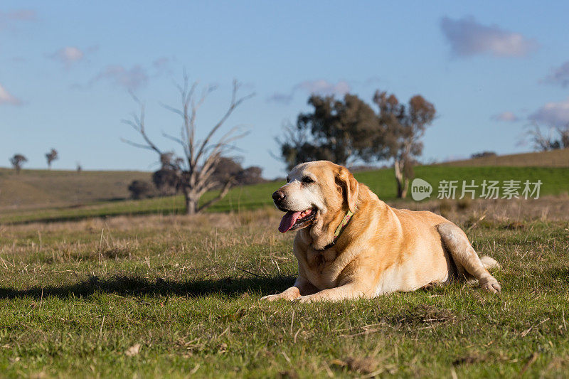 忠实的老拉布拉多犬在澳大利亚的乡村阳光下晒太阳