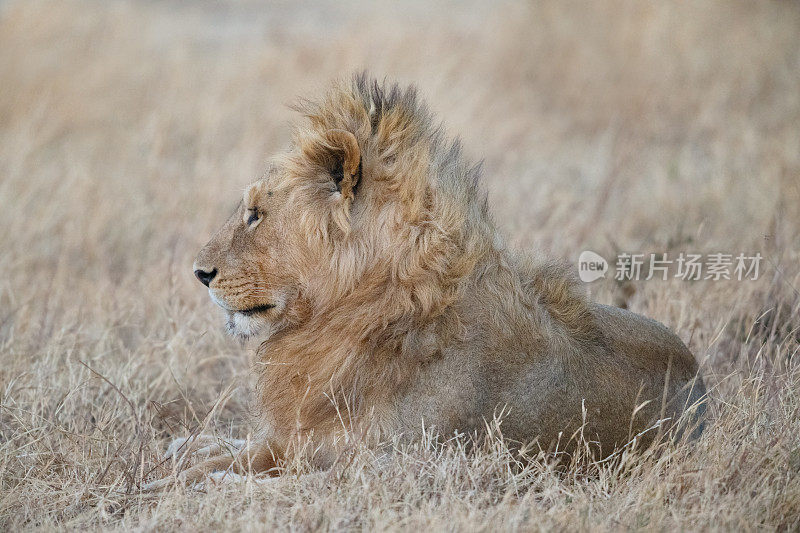 非洲坦桑尼亚恩戈罗戈罗火山口的雄狮