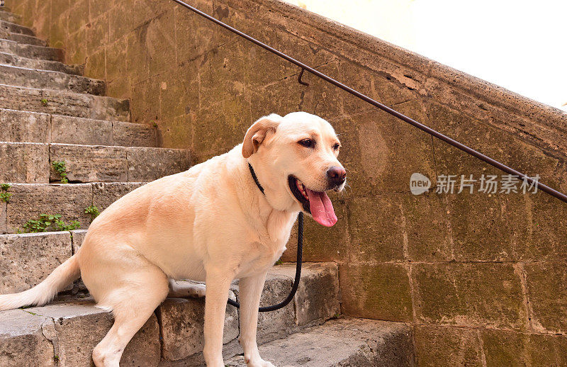 圣吉米尼亚诺的拉布拉多寻回犬