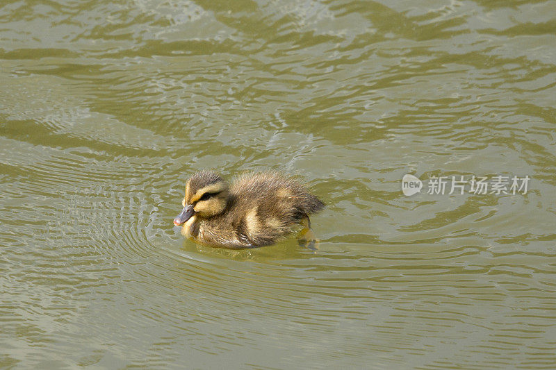 特写:小鸭子，正在游泳