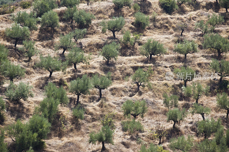 山坡橄榄树种植园(XXXL)