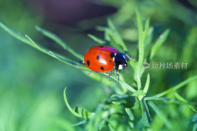 瓢虫栖息在草地上。瓢虫坐在植物上。