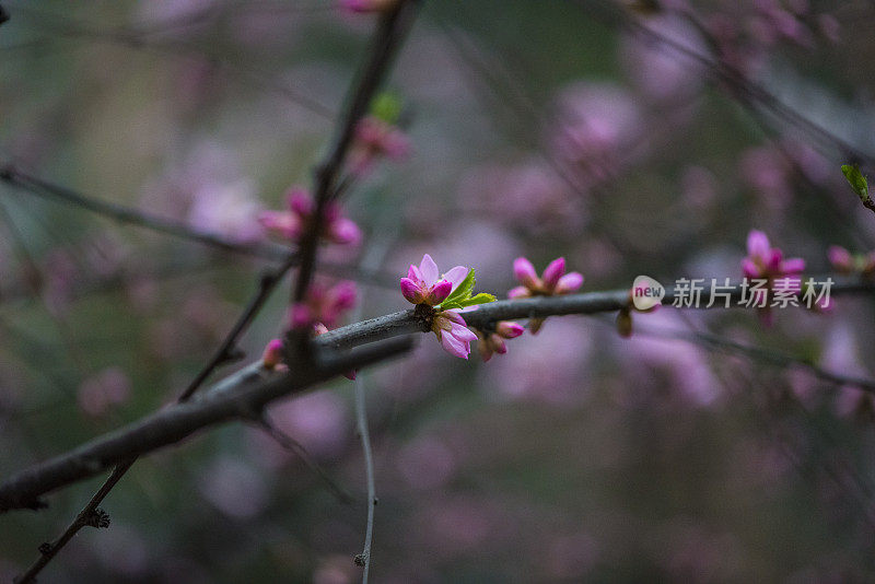 草地上的花