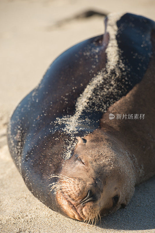 拉荷亚湾