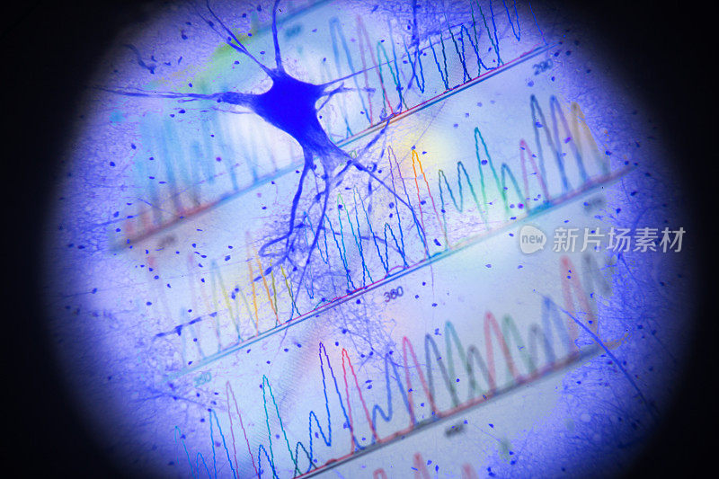 运动神经细胞在显微镜下有DNA峰