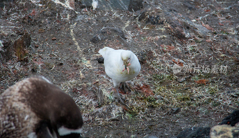 南极洲:雪南极海鸟