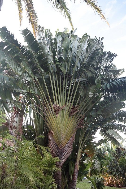 热带花园。旅行者棕榈。
