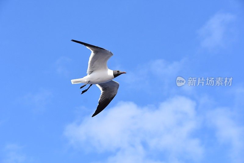 鸟从海上飞过