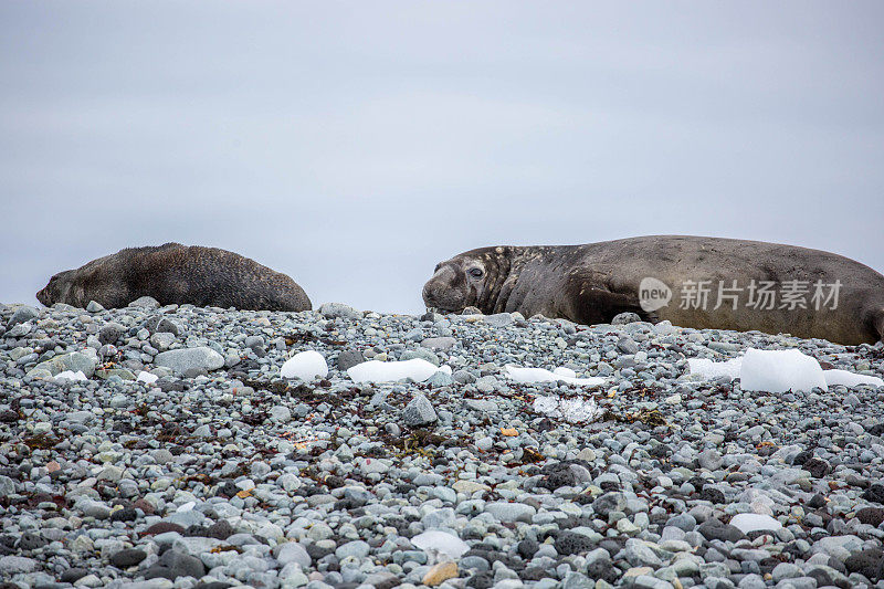 南极洲:企鹅岛上的海狗和象海豹