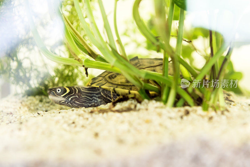躲在绿色植物后面的小龟