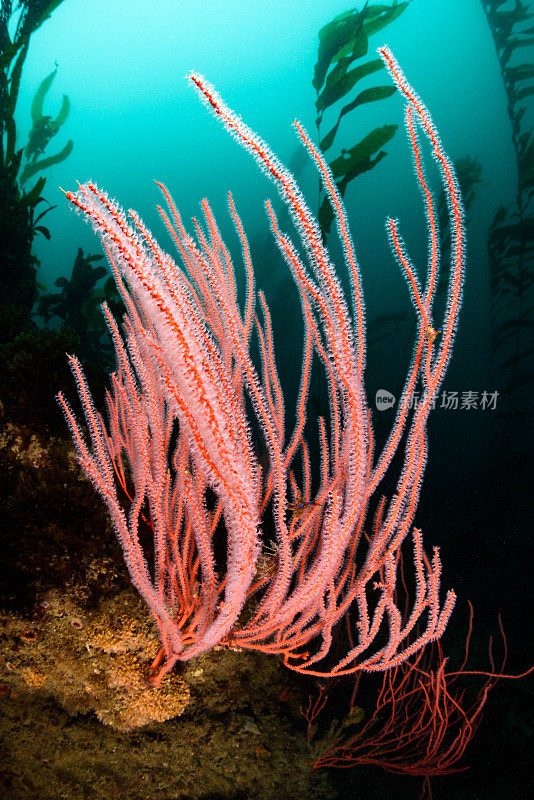 红柳珊瑚海扇