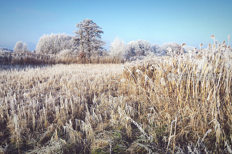 哈维尔河的霜冻景观(德国)