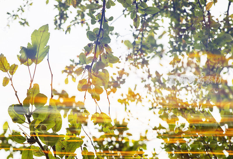 双重曝光的树叶和彩色日落