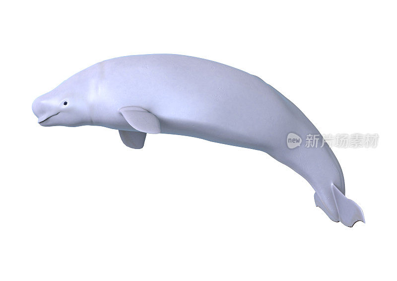 3D渲染白鲸白鲸在白色