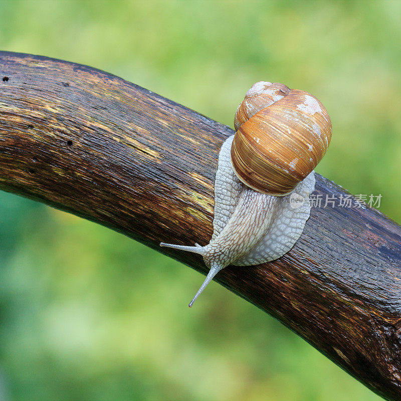一只蜗牛沿着树枝爬