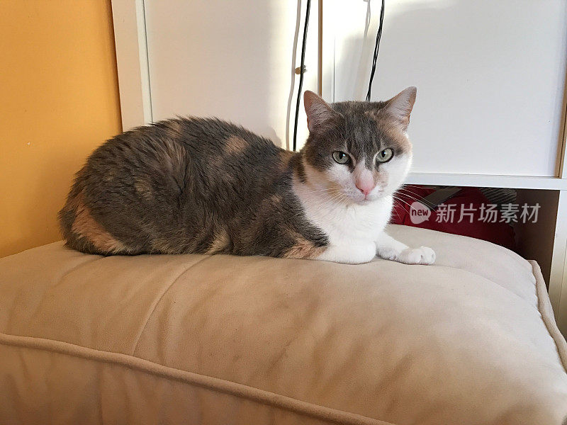 猫躺在沙发上