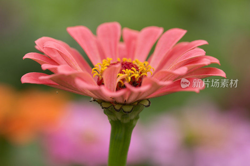 Zinnia在特写镜头