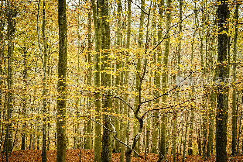 在一个榉树森林与秋天的颜色在艾菲尔