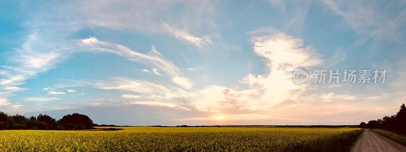 马尾天空和油菜田