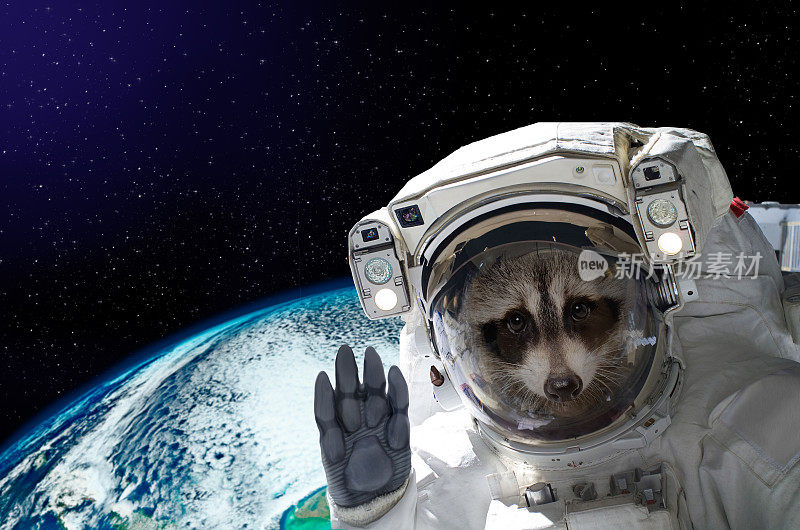 一个浣熊宇航员在太空的肖像在全球的背景