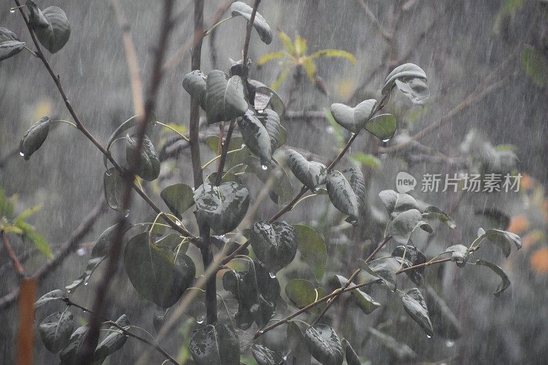 雨中的橄榄树