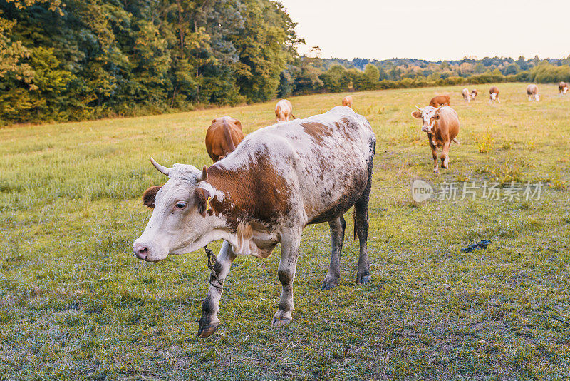 农场牧场上的牛。
