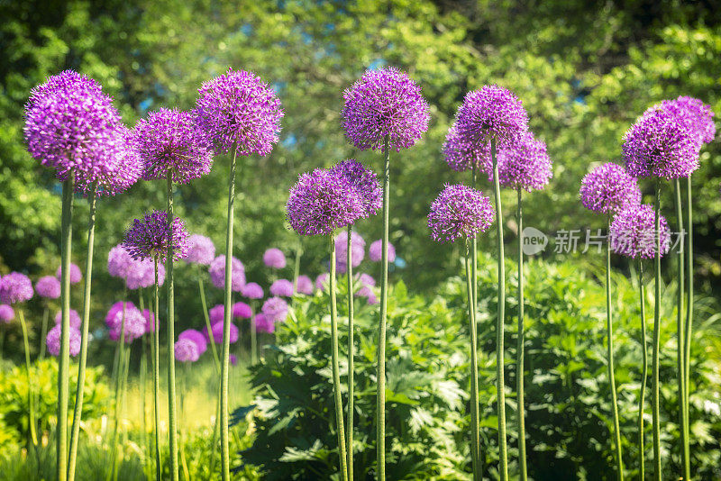 葱在春天开花