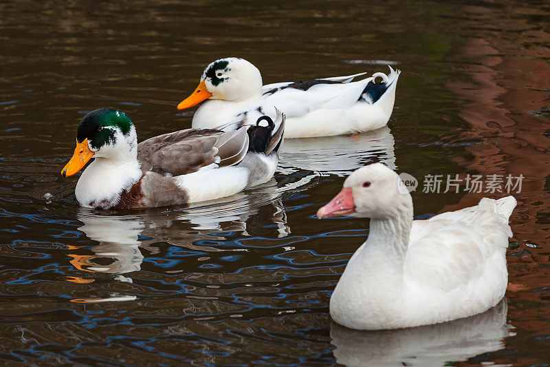 三只鸭子在池塘里游泳