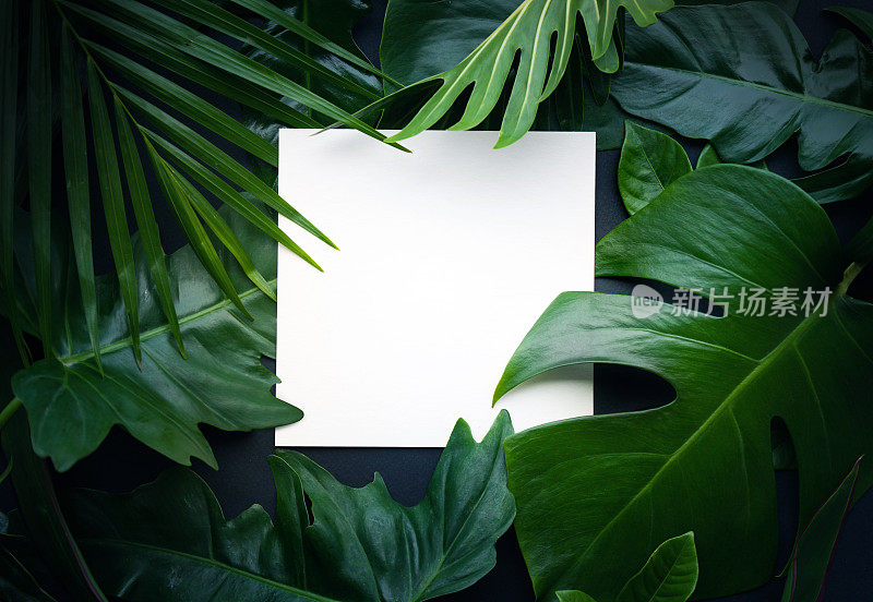 真实的叶子与白色的复制空间背景。热带植物的概念