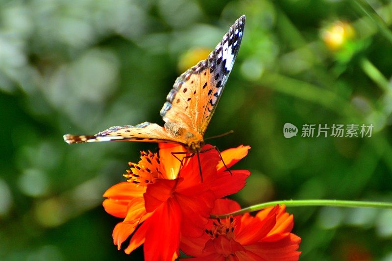 橙色宇宙花和蝴蝶