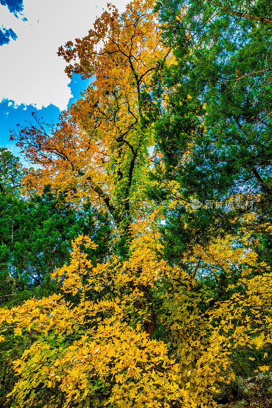 秋天在失落枫树州立公园，德克萨斯州