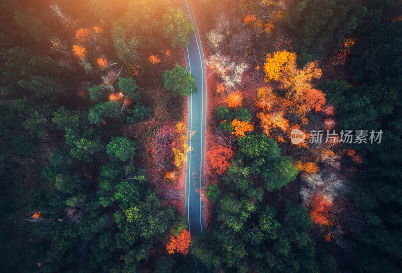 鸟瞰图的道路在美丽的秋天森林日落。美丽的风景与空旷的乡村道路，树木与绿色，红色和橙色的叶子。高速公路穿过公园。俯视图从飞行的无人机