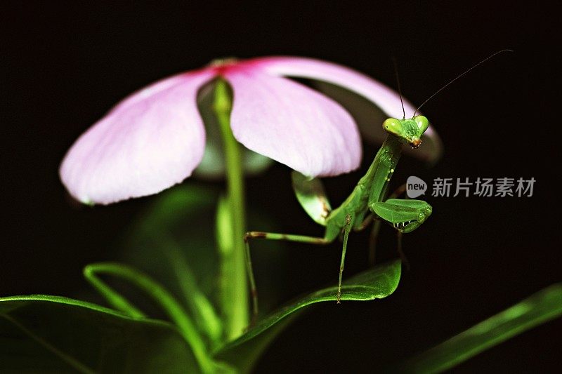 在绿叶上的螳螂特写(粉红色的花和黑色的背景)