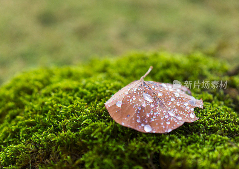 雨滴和秋叶