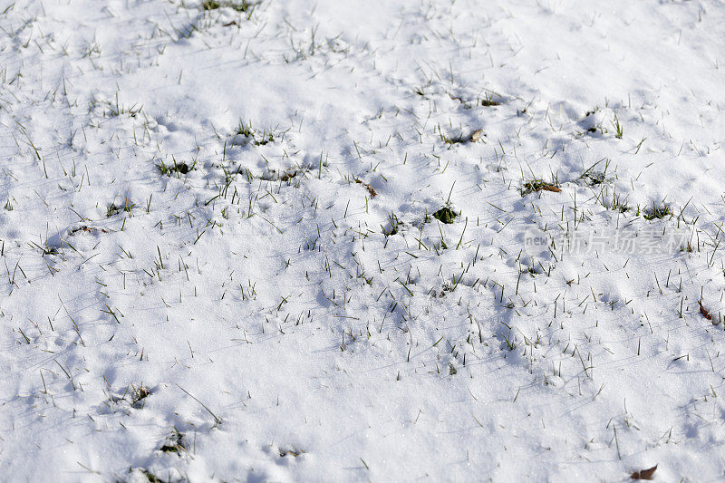 绿叶下的草雪