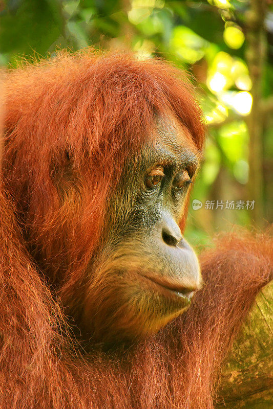 一只雌性苏门答腊猩猩的肖像