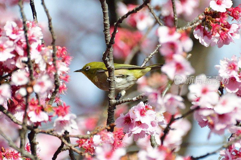 樱花和日本白眼