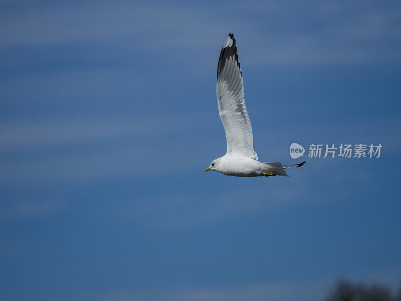 海鸥在飞行尤金俄勒冈与蓝天