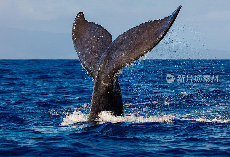 夏威夷海岸潜水座头鲸的尾部吸片