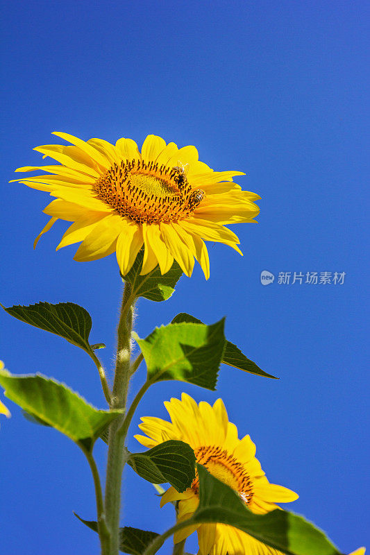 垂直向日葵和蜜蜂