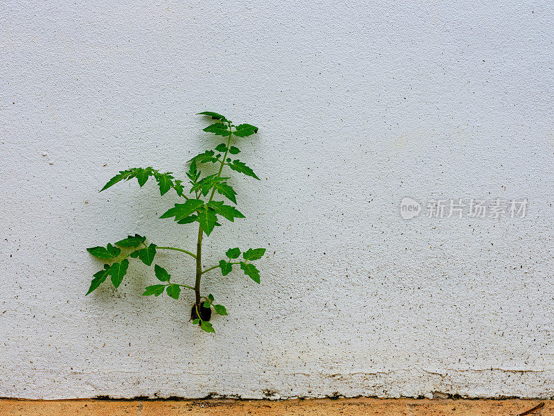 一株植物从肮脏的白色混凝土墙上的一个小洞里长出来。