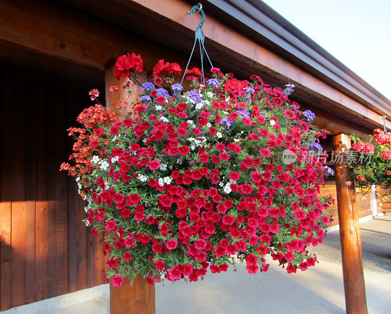 挂满红色牵牛花、天竺葵和半边莲的篮子