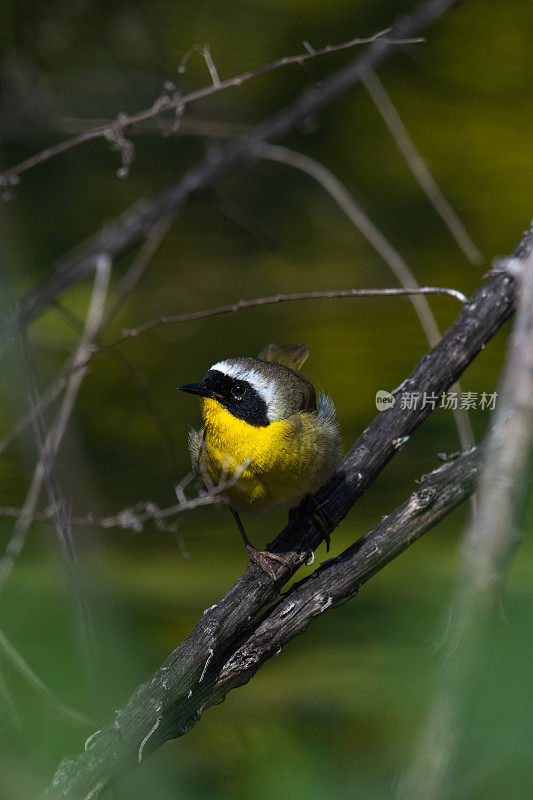 男性常见Yellowthroat