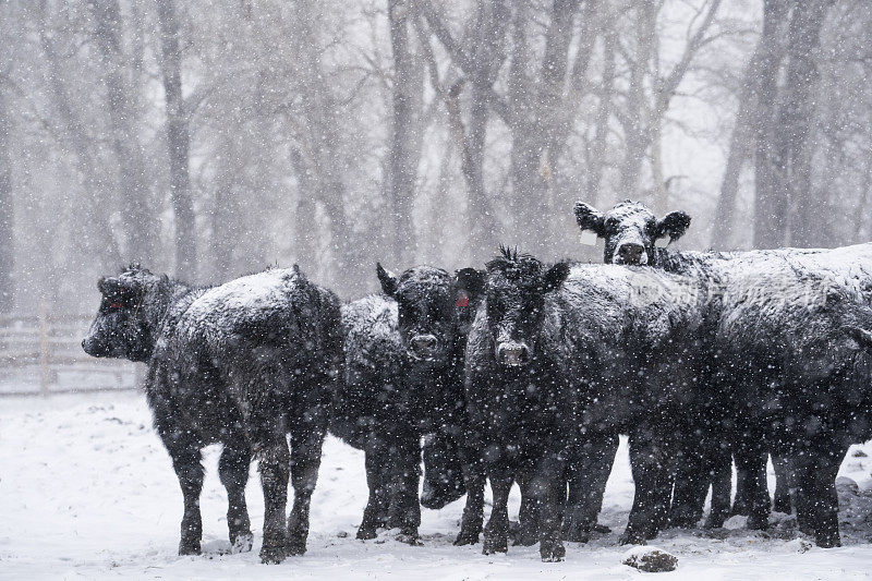 冬天，肉牛站在暴风雪中