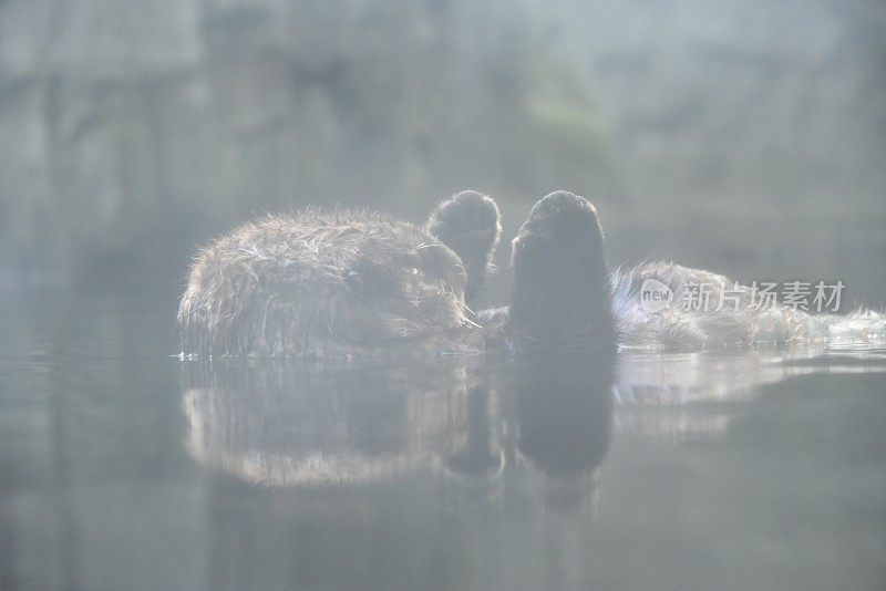 海獭漂浮在水里