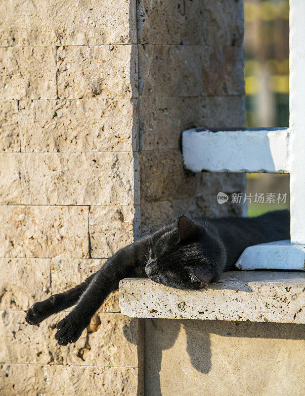 家养的流浪黑猫在花园里的墙上睡觉