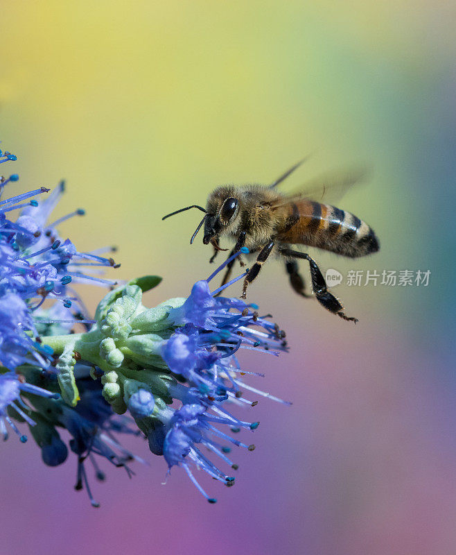 蜜蜂